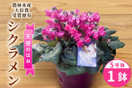 [予約品]希少!シクラメン 5号鉢 天使のはね 高品質 高評価 農林水産大臣賞受賞歴あり 花 ピンク 白 赤 プレゼント 贈り物 鉢花 鉢 ガーデン ガーデニング 愛知県産 クリスマス -223
