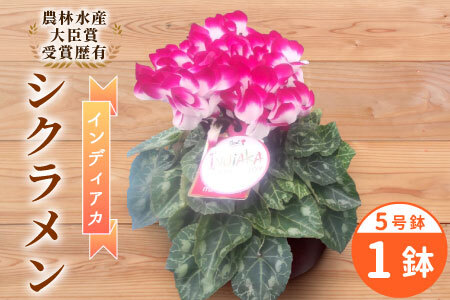[予約品]受賞歴あり シクラメン 5号鉢 インディアカ 農林水産大臣賞受賞歴あり 花 ピンク 白 赤 プレゼント 贈り物 鉢花 鉢 ガーデン ガーデニング 愛知県産 クリスマス -224