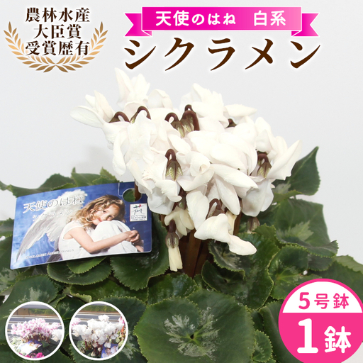 [予約品]白系 希少 天使のはね シクラメン 5号鉢 天使のはね 農林水産大臣賞受賞歴あり 花 白 プレゼント 贈り物 鉢花 鉢 ガーデン ガーデニング 愛知県産 クリスマス 高品質 高評価 珍しい 花 植物 冬の花 -223