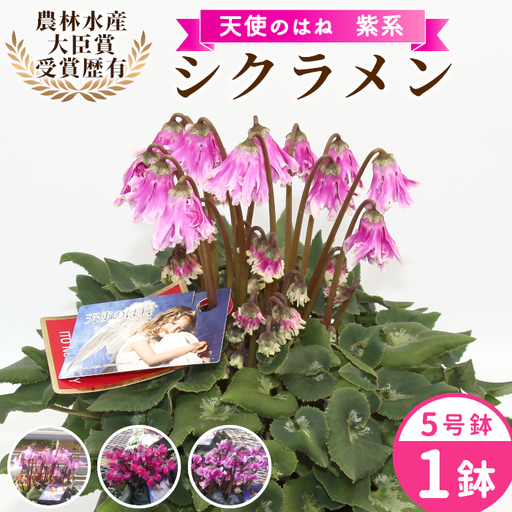[予約品]紫系 希少 天使のはね シクラメン 5号鉢 天使のはね 農林水産大臣賞受賞歴あり 花 紫 プレゼント 贈り物 鉢花 鉢 ガーデン ガーデニング 愛知県産 クリスマス 高品質 高評価 珍しい 花 植物 冬の花 -223