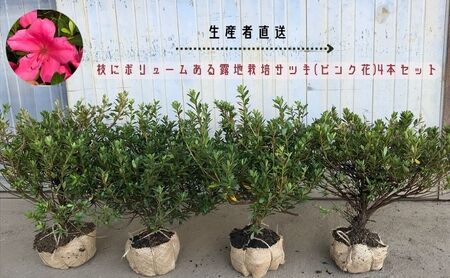 [生産者直送]枝にボリュームある露地栽培サツキ(ピンク花)4本セット [ さつき 植木 庭木 ガーデニング 常緑 低木 ]