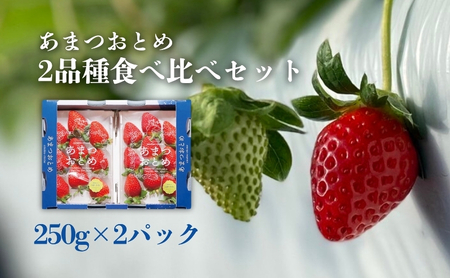 あまつおとめ いちご 2品種 食べ比べセット 計500g (250g×2パック)[ 五感で楽しむ至福のいちご よつぼし かおり野 スターナイト うた乃 ほしうらら 果物 フルーツ 苺 イチゴ ブランド 詰め合わせ お楽しみ 人気 ]