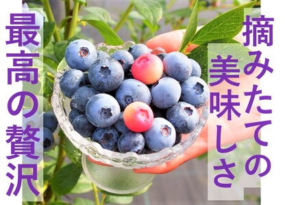 [期間限定][体験型]四日市で旬の味を体験!「ブルーベリー狩り」ペア