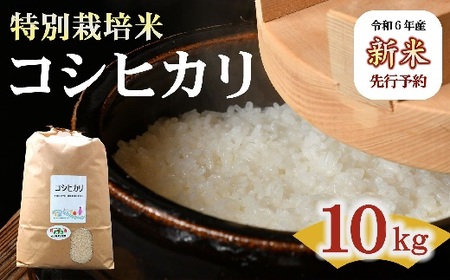（新米予約9月以降発送）コシヒカリ（特別栽培米）10kg【1-9】