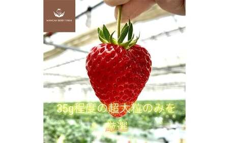 [先行予約] 完熟 プレミアム いちご 「 グランベリー 」 品種: よつぼし 1パック (約315g×1パック) / 苺 イチゴ ストロベリー ベリー 果物 青果物 フルーツ ギフト 贈答 大粒 [2026年1月上旬〜3月上旬迄発送予定]