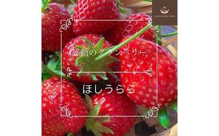 [先行予約] 完熟 プレミアム いちご 「 グランベリー 」 品種: ほしうらら 1パック (約315g×1パック) / 苺 イチゴ ストロベリー ベリー 果物 青果物 フルーツ ギフト 贈答 大粒 [2026年1月上旬〜4月上旬迄発送予定]
