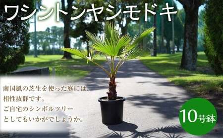 ワシントンヤシモドキ 10号鉢 鉢 植物 ヤシ ヤシの木 ガーデニング お洒落 おしゃれ オシャレ 南国 鉢物 三重県 桑名市