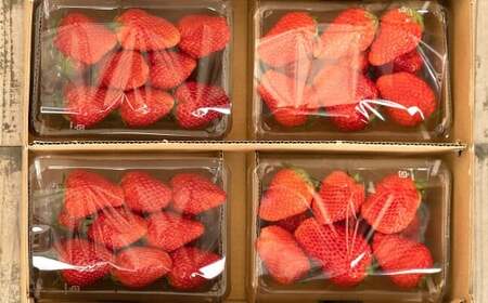 のらくら農園の新鮮いちごA 合計1000g (250g×4パック) [指定日必須] [2026年2月下旬迄発送予定] / いちご イチゴ 苺 章姫 パック 果物 くだもの フルーツ 冷蔵 三重県 桑名市