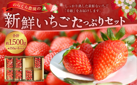 のらくら農園の新鮮いちご・たっぷりセット 合計1500g (250g×6パック) [指定日必須] [2026年3月上旬〜3月下旬迄発送予定] / いちご イチゴ 苺 章姫 パック 果物 くだもの フルーツ 大容量 冷蔵 三重県 桑名市