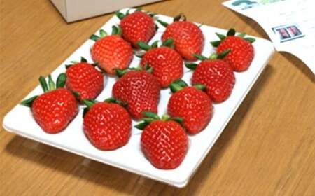 のらくら農園 大粒いちご 合計800g (400g×2ケース) [指定日必須] [2026年1月下旬〜3月下旬迄発送予定] / いちご イチゴ 苺 章姫 パック 果物 くだもの フルーツ 大粒 冷蔵 三重県 桑名市