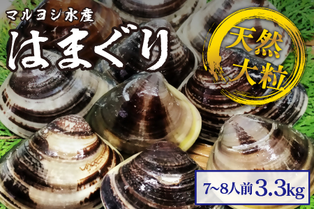 マルヨシ水産　桑名産大粒天然蛤　3.3kg_はまぐり　ハマグリ　魚介　貝　魚貝　活はまぐり　焼きはま　海鮮　網焼き　酒蒸し　お吸い物　パエリア　パスタ　d_24