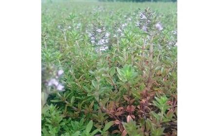 緑の力で地球を元気に!【タイム・ロンギカウリス】9cmポット　15鉢セット 　