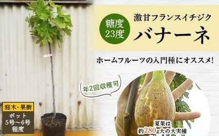 糖度23度 激甘フランスイチジク ロングドゥート 夏果は約280g大の大実種 (庭木・果樹)