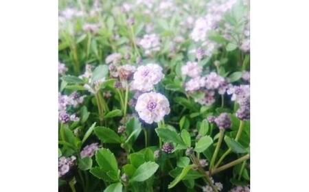 緑の力で地球を元気に!ヒメイワダレソウ　9cmポット　20ポット