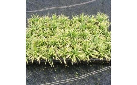 新品種!カグヤリュウ(かぐや竜)40ポット　タマリュウ(玉竜)の仲間 (ガーデニング用)