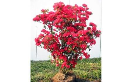 花付きのよい大きめクルメツツジ(筑紫紅 チクシベニ)0.7m前後(根鉢含まず)  (ガーデニング用)