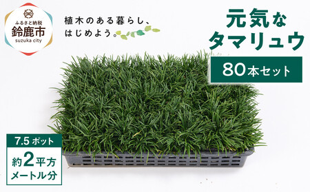 [産地直送]元気なタマリュウ(7.5pot)80本セット[約2平方メートル分]