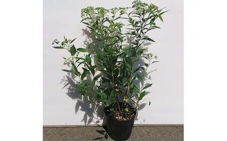 緑の力で地球を元気に!【シモツケ　白花】15cmポット　高さ40cm前後　3本セット