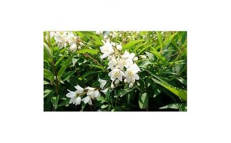 緑の力で地球を元気に![ヒメウツギ]12cmポット 高さ30cm前後 5本セット