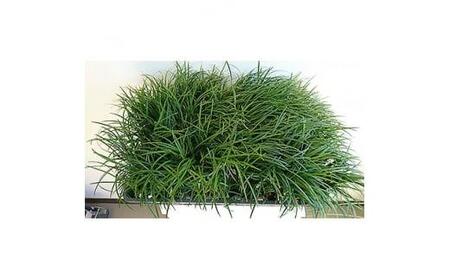 緑の力で地球を元気に!【リュウノヒゲ】9cmポット　28本セット　竜の髭(ジャノヒゲ)