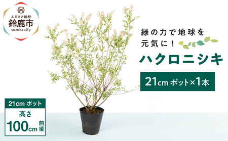 緑の力で地球を元気に![ハクロニシキ] 21cmポット高さ100cm前後 新芽が綺麗で刈込に強い!