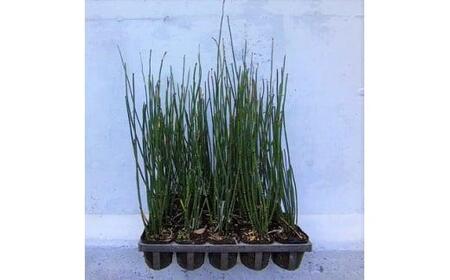 緑の力で地球を元気に!【トクサ】　10.5cmポット　20本セット　ビオトープ水鉢に　寄せ植えに!