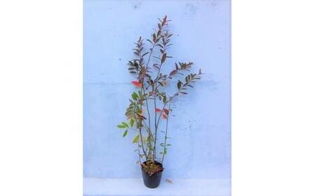 緑の力で地球を元気に![コバノズイナ] 18cmポット 小葉の髄菜 花と紅葉とお楽しみいっぱい!