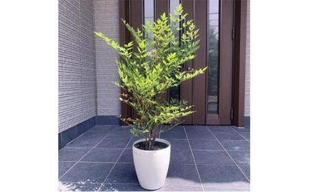 アカナンテン 赤南天 7号 オシャレな化粧鉢(ガーデニング用)