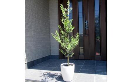 オリーブの木 オシャレな化粧鉢 品種:ミッション 7号(21cm) (ガーデニング用)