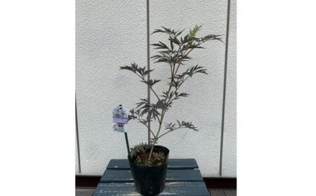 人気品種  西洋ニワトコサンブカス ブラックレース 5号 〈プラス樹〉