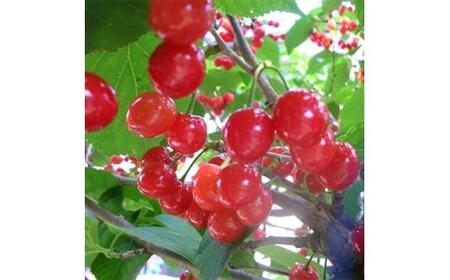 おうちでサクランボ狩り 1本で実がなる 暖地サクランボ (庭木・果樹)