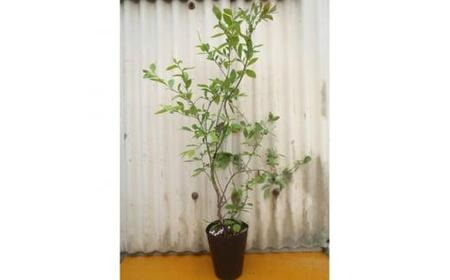 強くて育て易い　ラビットアイ系ブルーベリー　オレゴンブルー　(庭木・果樹)