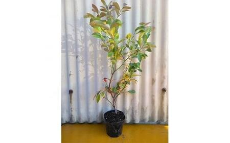 強くて育て易い　ラビットアイ系ブルーベリー　フェスティバル　(庭木・果樹)