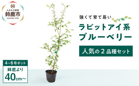 強くて育て易い ラビットアイ系ブルーベリー 人気の2品種セット　(庭木・果樹)