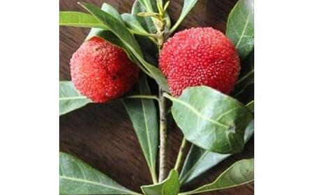 果樹園・家庭菜園向き 100円玉大の大実ヤマモモ 秀峰 接木苗 (庭木・果樹)