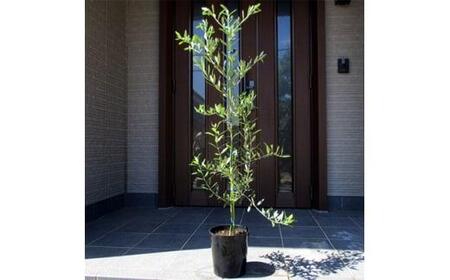 オリーブの木　品種:ネバディロブランコ　 7号(21cm) ポット  (ガーデニング用)