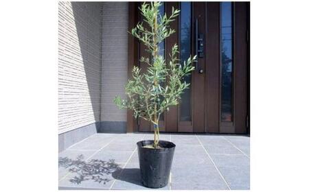 オリーブの木　品種アルベキナ　７号（21ｃｍ）ポット（ガーデニング用）