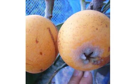 [クィーン長崎の苗] まん丸でみずみずしい美味しい大実ビワ (庭木・果樹)