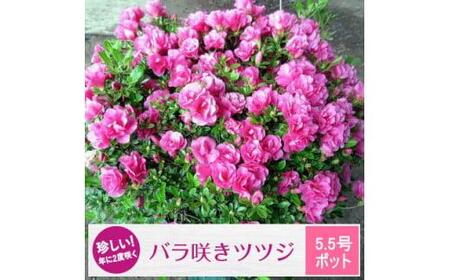 珍しい!年に2度咲くバラ咲きツツジ(5.5号ポット) (ガーデニング用)