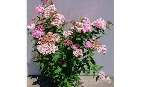 緑の力で地球を元気に!【シモツケ　ピンク】15cmポット　高さ40cm前後　3本セット