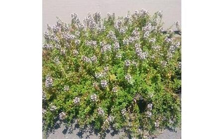 緑の力で地球を元気に!タイム・ロンギカウリス9cmポット 20ポット