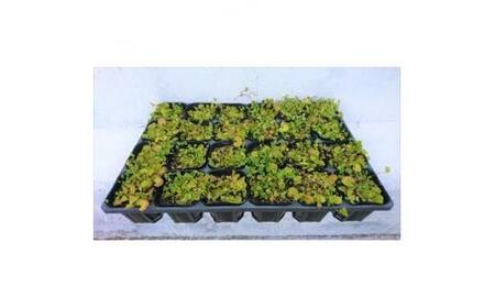 緑の力で地球を元気に!【ディコンドラ】ダイコンドラ　9cmポット　24本セット　雑草対策に