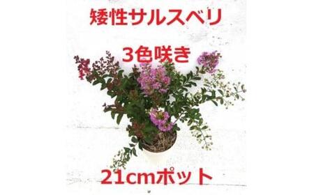 緑の力で地球を元気に![矮性サルスベリ・3色咲]赤・白・紫を1鉢でお楽しみいただけます