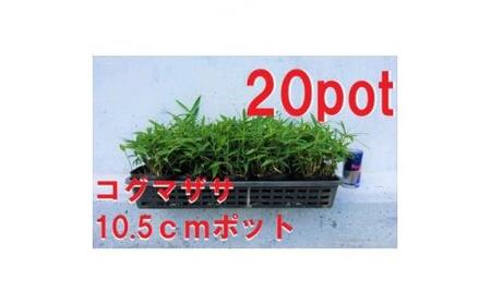 緑の力で地球を元気に![コグマザサ]10.5cmポット 和風のお庭に 寄せ植え 20鉢