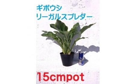 緑の力で地球を元気に!【リーガルスプレンダー】15cmポット　ギボウシ　ホスタ　1鉢　日陰に彩りを