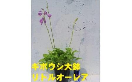 緑の力で地球を元気に!【リトルオーレア】15cmポット　ギボウシ　ホスタ　1鉢　日陰に彩りを