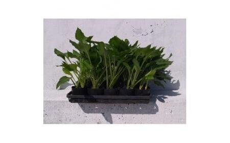 緑の力で地球を元気に![ギボウシ]10.5cmポット 緑葉 日陰に彩りと涼しさを 10鉢