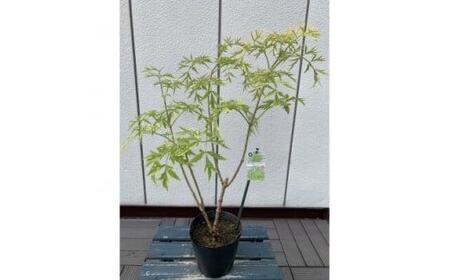 おしゃれな西洋ニワトコサンブカス ゴールデンタワー 5号 〈プラス樹〉
