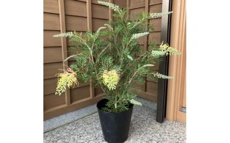 グレビレア 　ピーチアンドクリーム　21cmポット