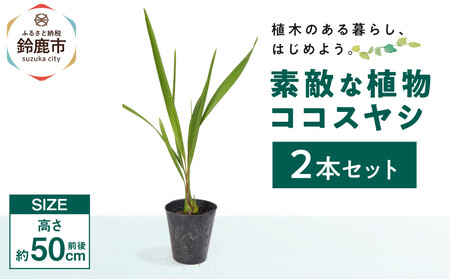 素敵な植物 ココスヤシ 2本セット